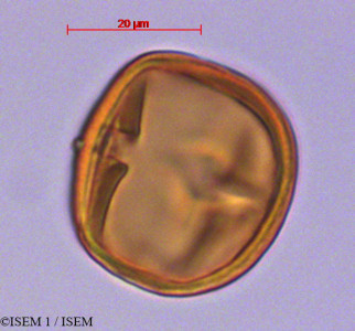 ISEM 1/Casearia_prunifolia_28096/Casearia_prunifolia_28096_0001(copy)_thumb.jpg